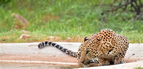 jaipur leopard reserve.